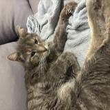 Foto del gato perdido en Nice