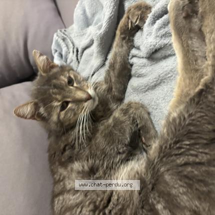 Foto 1/1 TITOU Chat perdido en Nice