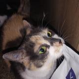 Foto del gato perdido en Mulhouse