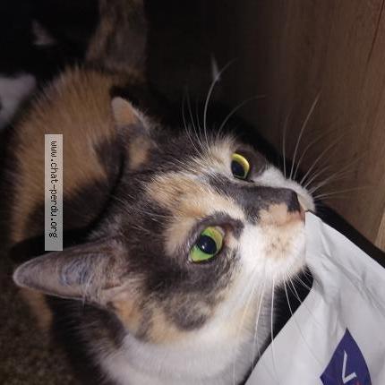 Foto 1/1 Lolotte Chat perdido en Mulhouse