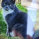 Foto de gato encontrado en Tours