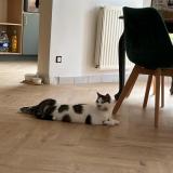 Foto del gato perdido en Eysines