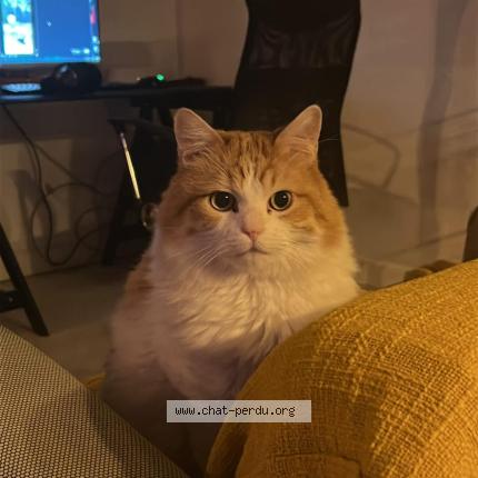 Foto 1/1 Willy Chat perdido en Saint gilles