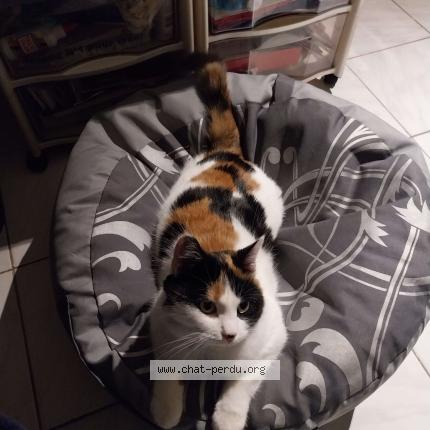 Foto 1/3 Yoko Chat perdido en Batilly en gatinais