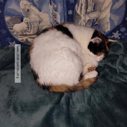 Foto 2/3 Yoko Chat perdido en Batilly en gatinais