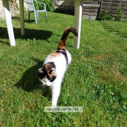 Foto 3/3 Yoko Chat perdido en Batilly en gatinais