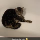 Foto del gato perdido en Saint Jean Le Blanc