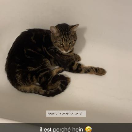 Foto 1/1 Gato encontrado Perdido en Saint jean le blanc