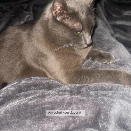 Foto 2/3 Minouche Chat perdido en Clichy sous bois