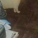 Foto del gato perdido en Nanterre