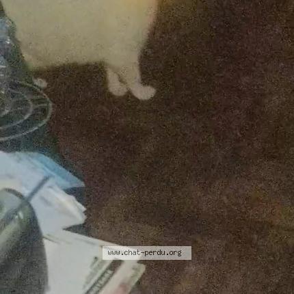 Foto 1/1 Minette Chat perdido en Nanterre