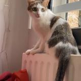 Foto del gato perdido en Toulouse