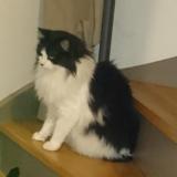 Foto del gato perdido en La Turballe