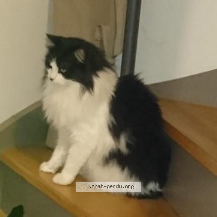 Foto 1/1 CLUTCH Chat perdido en La turballe