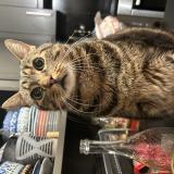 Foto del gato perdido en Brive La Gaillarde