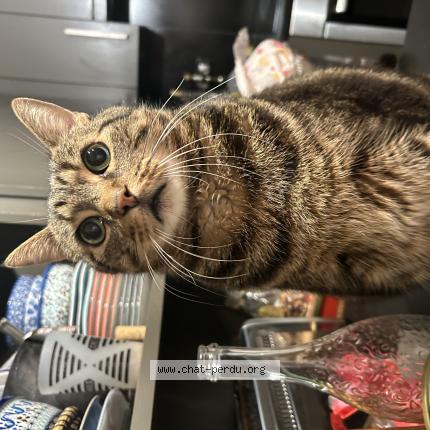 Foto 1/1 Tyrion Chat perdido en Brive la gaillarde