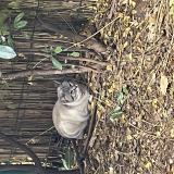 Foto del gato perdido en Draguignan