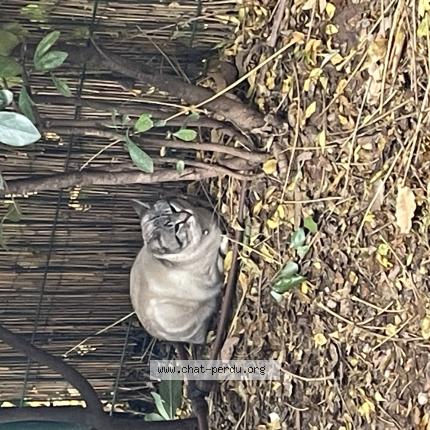 Foto 1/1 Louna Chat perdido en Draguignan