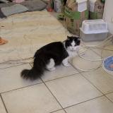 Foto de gato encontrado en Saint Cheron