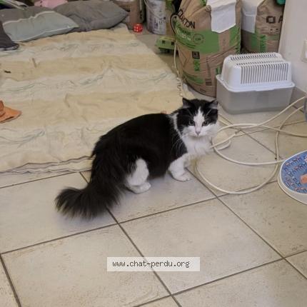 Foto 1/1 Gato encontrado Encontrado en Saint cheron