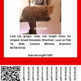 Foto del gato perdido en Dayton