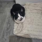 Foto del gato perdido en Doue En Anjou