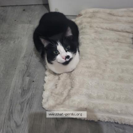 Foto 1/1 Luna Chat perdido en Doue en anjou