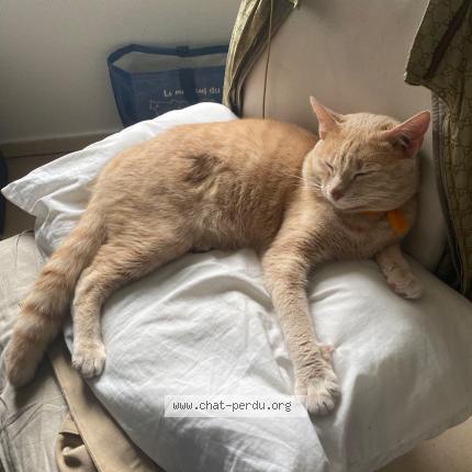 Foto 1/1 Katoul Chat perdido en Coron