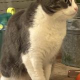 Foto del gato perdido en Sceaux