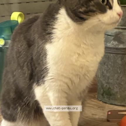 Foto 1/1 Griezmann Chat perdido en Sceaux