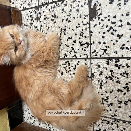 Foto 1/1 Snowbelle Chat perdido en Houdeng aimeries