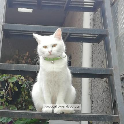 Foto 1/1 Kitty Chat perdido en Ciudad de mexico