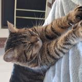 Foto del gato perdido en Varennes Sur Seine