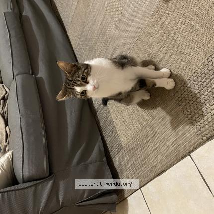 Foto 1/1 Leon Chat perdido en Conflans