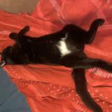 Foto del gato perdido en Beauregard Et Bassac