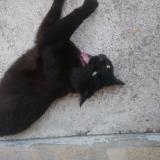 Foto del gato perdido en Bourg En Bresse