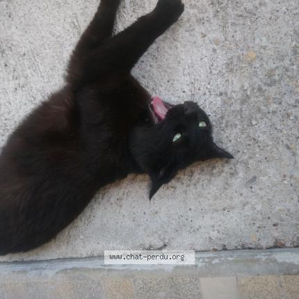 Foto 1/1 Oscar Chat perdido en Bourg en bresse