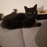 Foto del gato perdido en Beautheil Saint