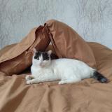 Foto del gato perdido en Coublevie