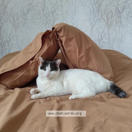 Foto 1/1 Razik Chat perdido en Coublevie