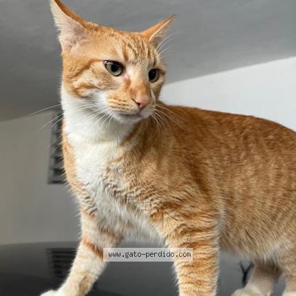 Foto 1/1 Kitty Chat perdido en Juncos