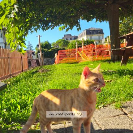 Foto 1/1 KAPA Chat perdido en Veytaux