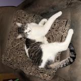 Foto del gato perdido en Norwalk