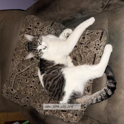 Foto 1/1 Mikey nike Chat perdido en Norwalk