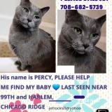 Foto del gato perdido en Chicago Ridge