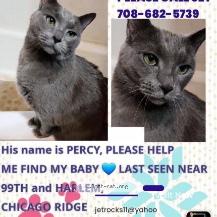 Foto 1/1 Percy Chat perdido en Chicago ridge