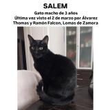Foto del gato perdido en Lomas De Zamora