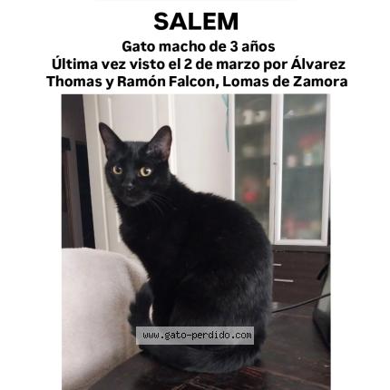 Foto 1/1 Salem Chat perdido en Lomas de zamora