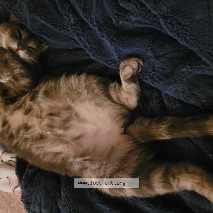 Foto 1/1 Maybee Chat perdido en Grand prairie