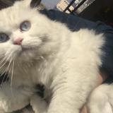 Foto del gato perdido en Islamabad E 11 Khudadad Heights